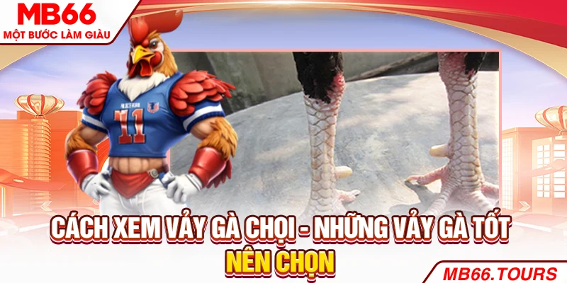 Cách xem vảy gà chọi - Những vảy gà tốt nên chọn