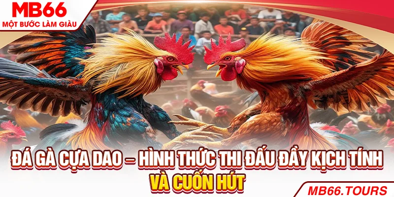 Đá gà cựa dao – Hình thức thi đấu đầy kịch tính và cuốn hút Đá gà cựa dao – Hình thức thi đấu đầy kịch tính và cuốn hút