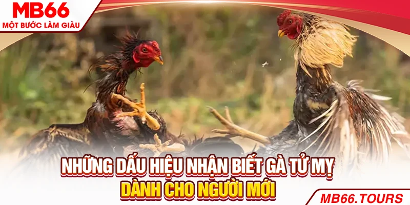 Những dấu hiệu nhận biết gà Tử Mỵ dành cho người mới Những dấu hiệu nhận biết gà Tử Mỵ dành cho người mới
