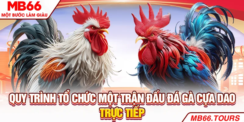 Quy trình tổ chức một trận đấu đá gà cựa dao trực tiếp Quy trình tổ chức một trận đấu đá gà cựa dao trực tiếp
