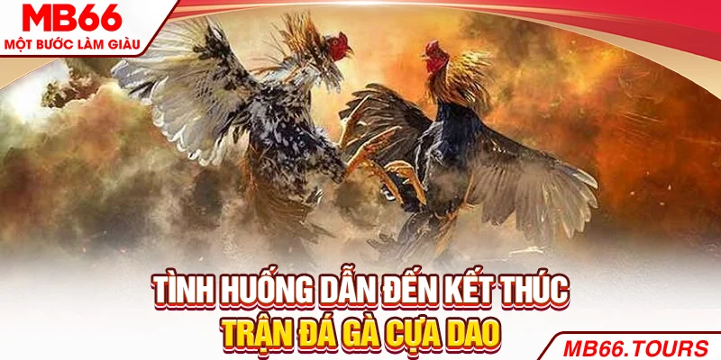 Tình huống dẫn đến kết thúc trận đá gà cựa dao